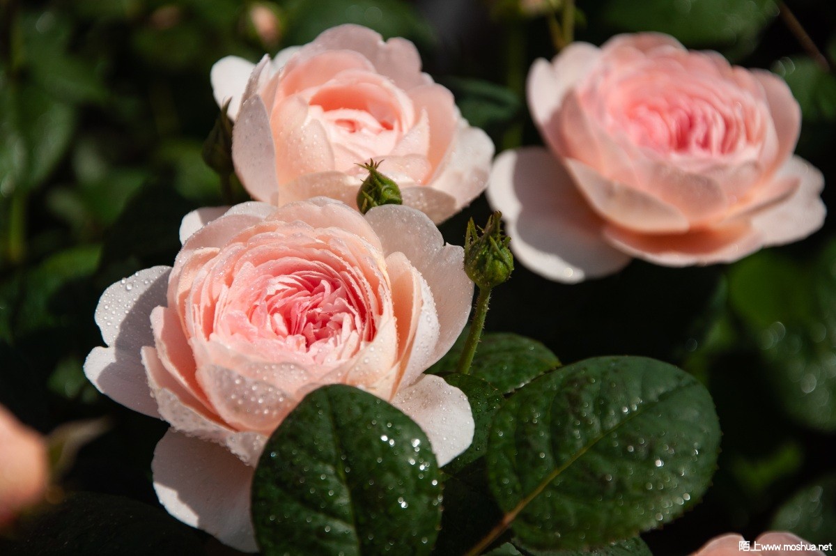 DSC_2324.jpg