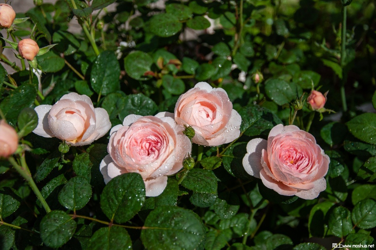 DSC_2463.jpg