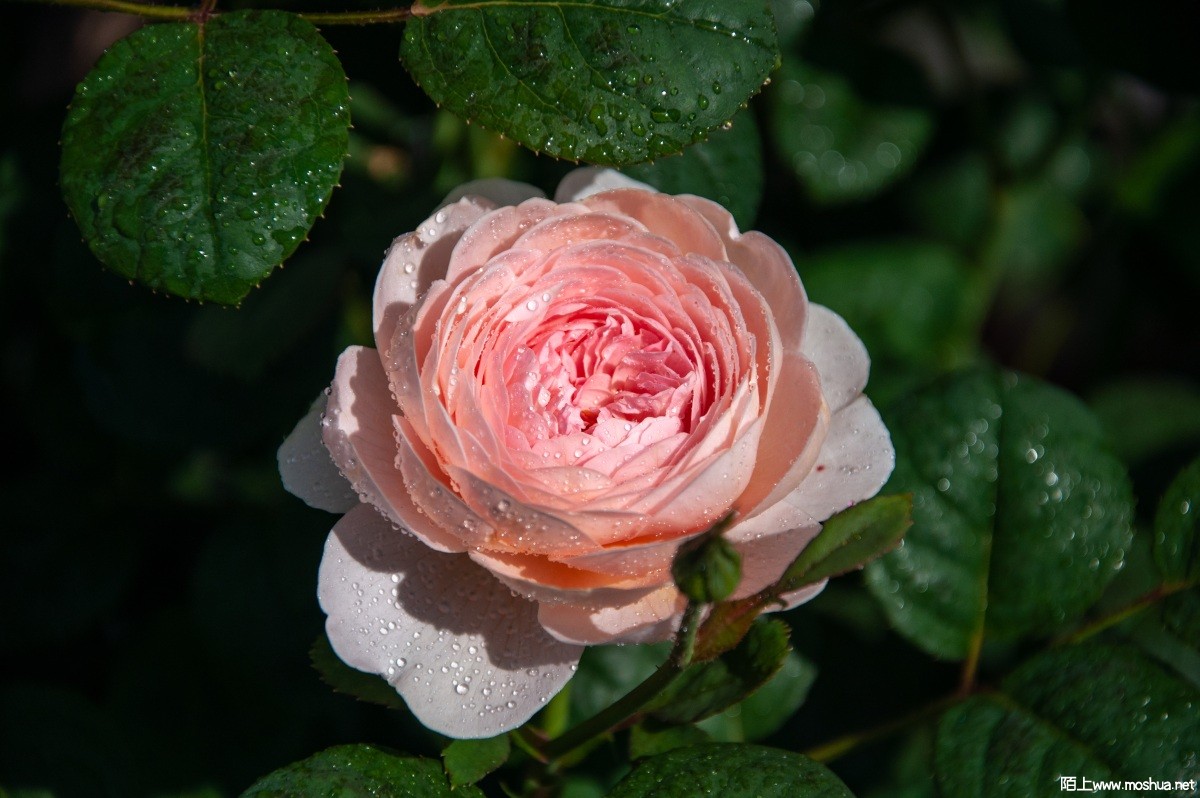 DSC_2464.jpg