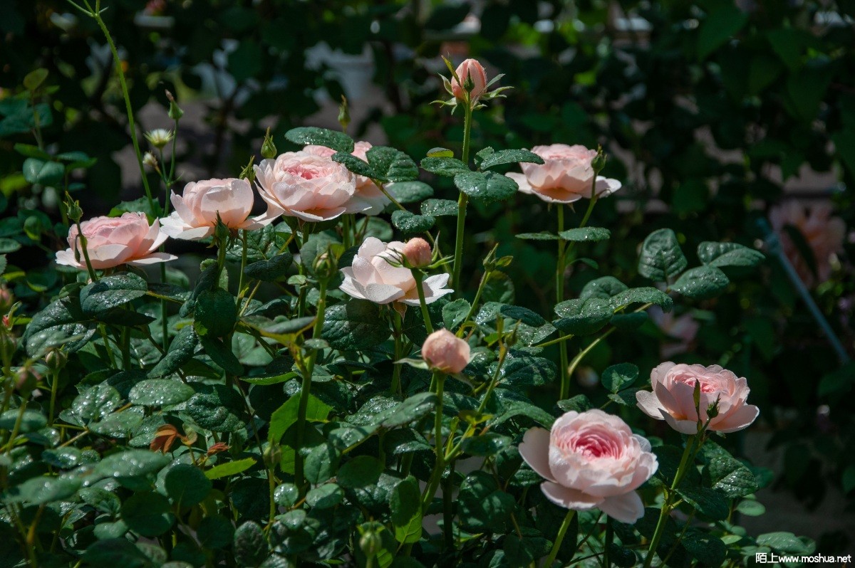 DSC_2347.jpg