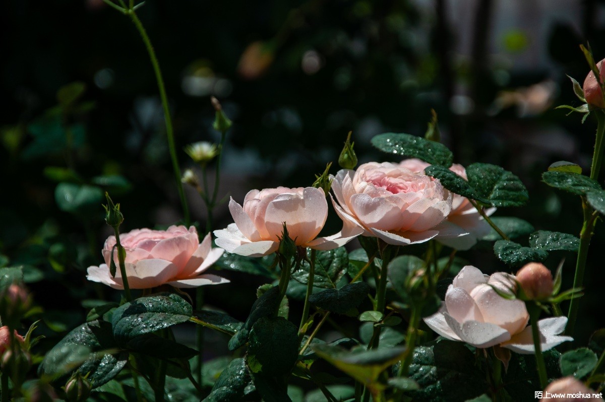 DSC_2350.jpg
