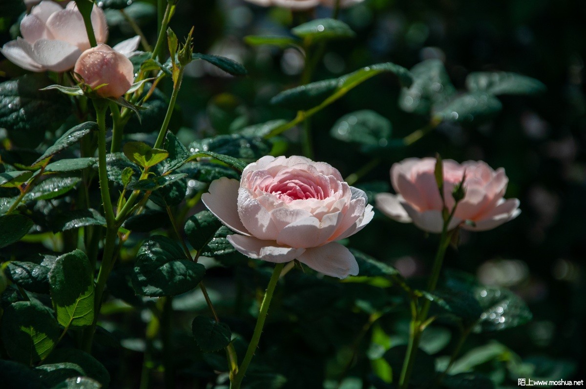 DSC_2353.jpg