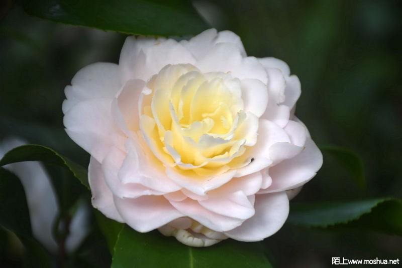 DSC_01060106.JPG