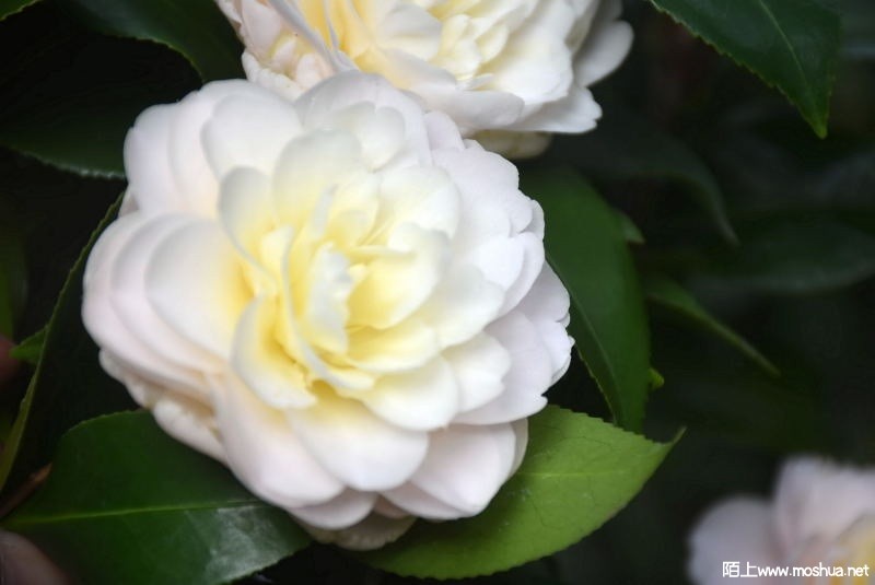 DSC_00990099.JPG