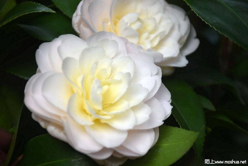 DSC_01010101.JPG