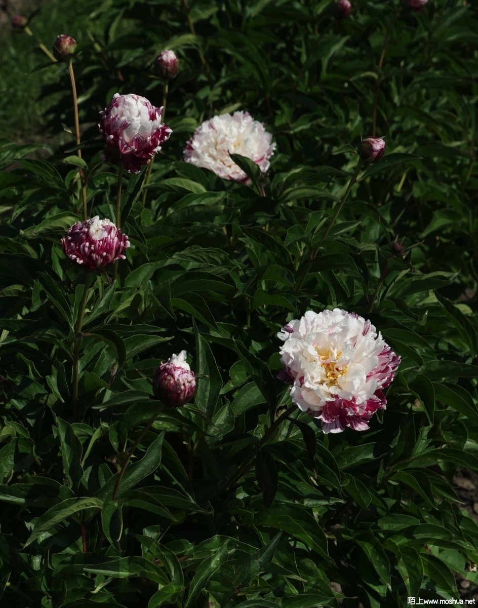 Candy-1a.jpg