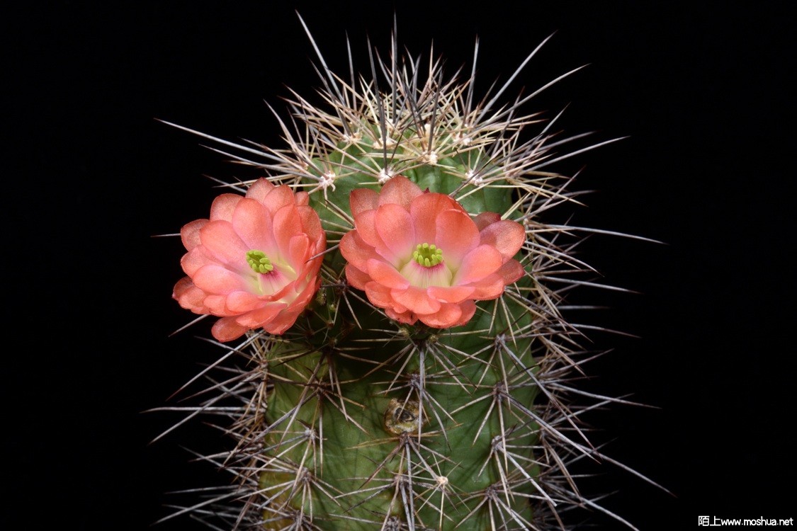 Echinocereus xroetteri.jpg