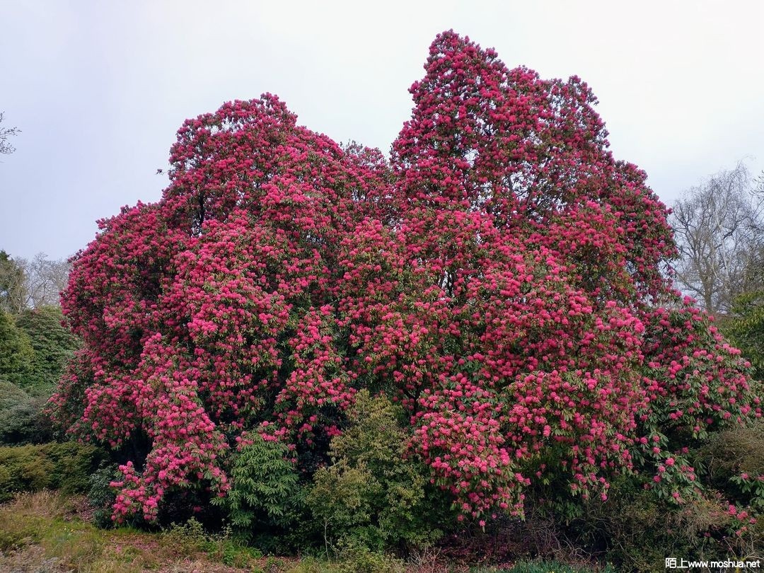 Rhododendron 'Smithii Group'.jpg
