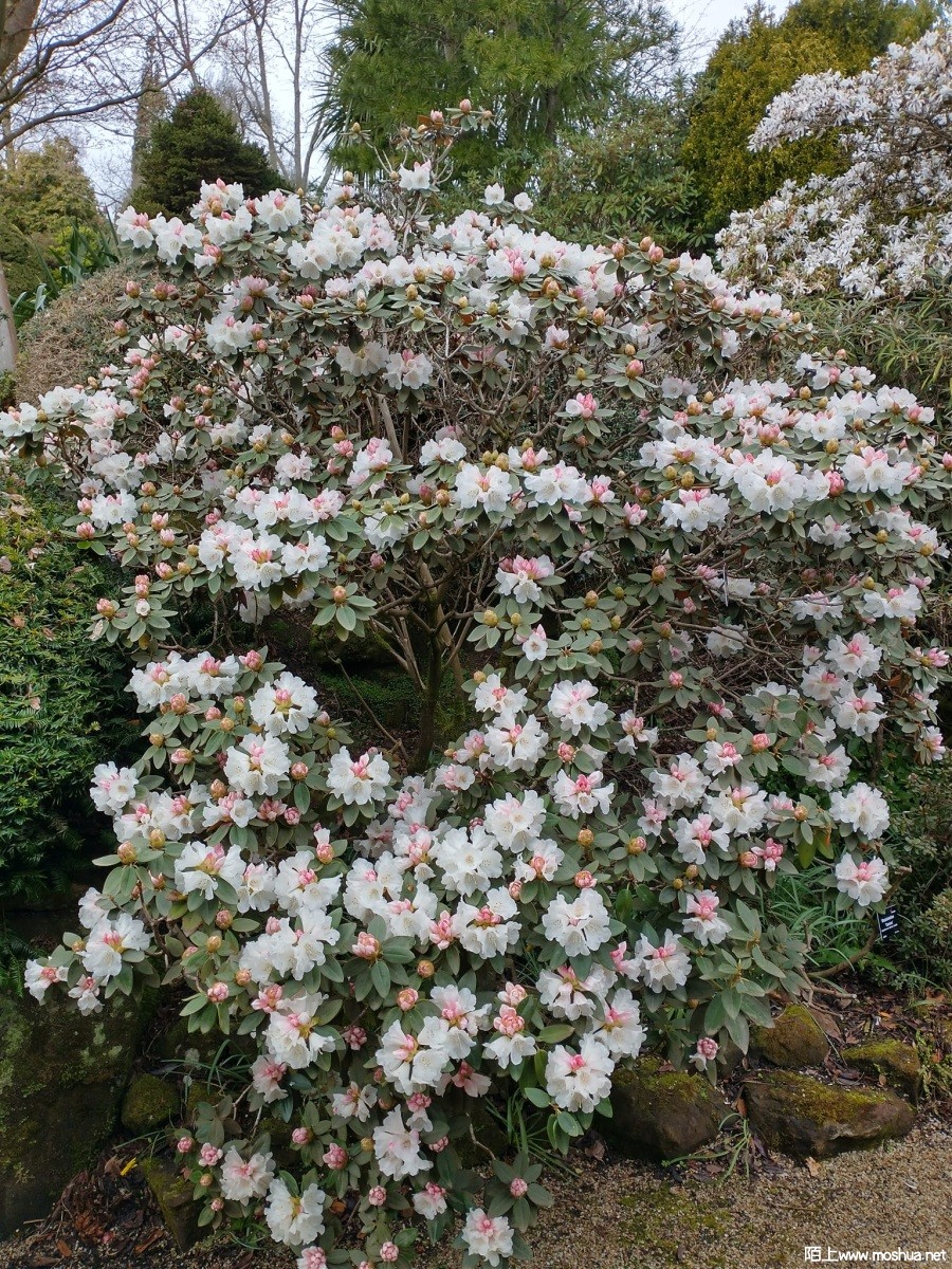 Rhododendron pachysanthum.jpg
