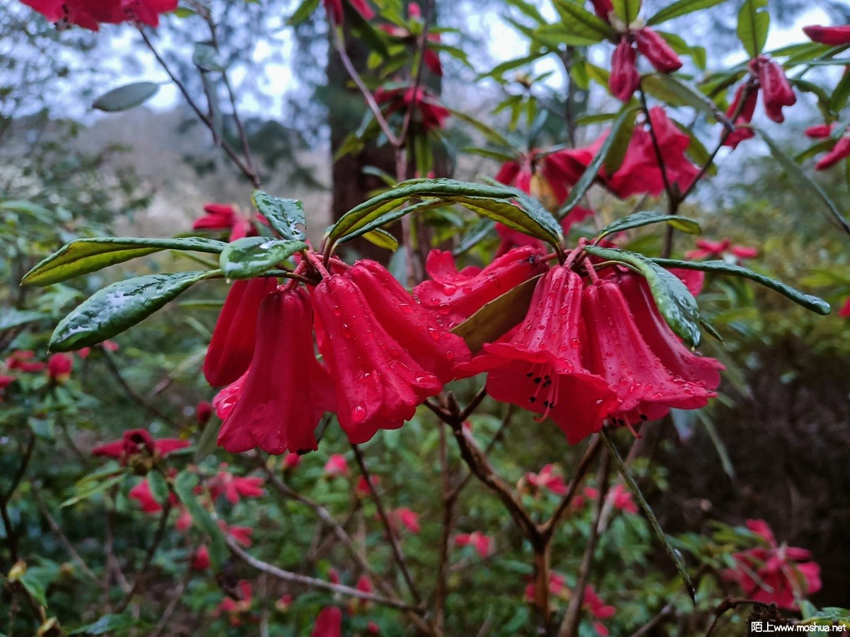Rhododendron neriiflorum subsp. phaedropum �ٷ����ž�.jpg