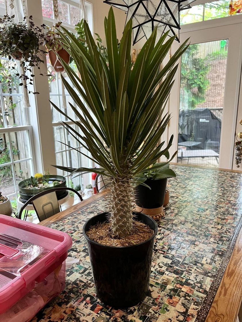Madagascar Palm.jpg