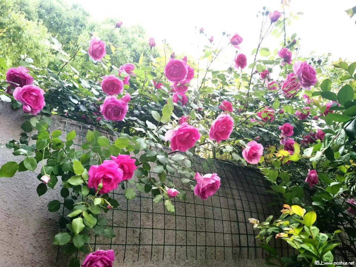 ��U��