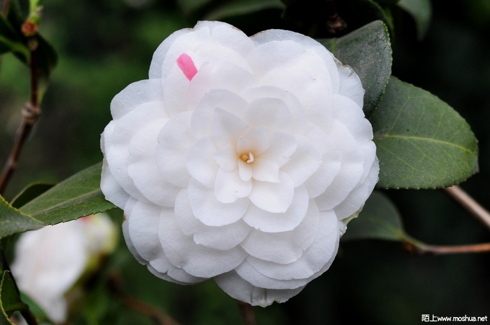 ħ��ʦ (19).JPG
