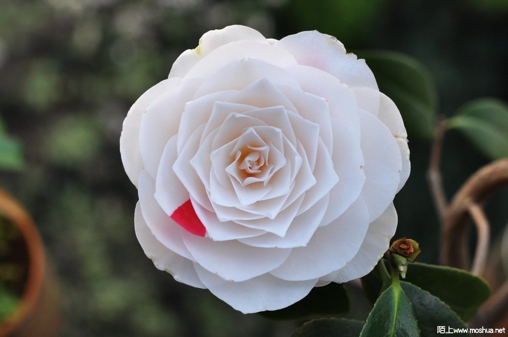 ħ��ʦ (11).JPG