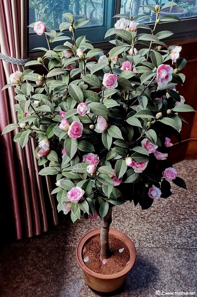 ���غ�˹ (114).jpg