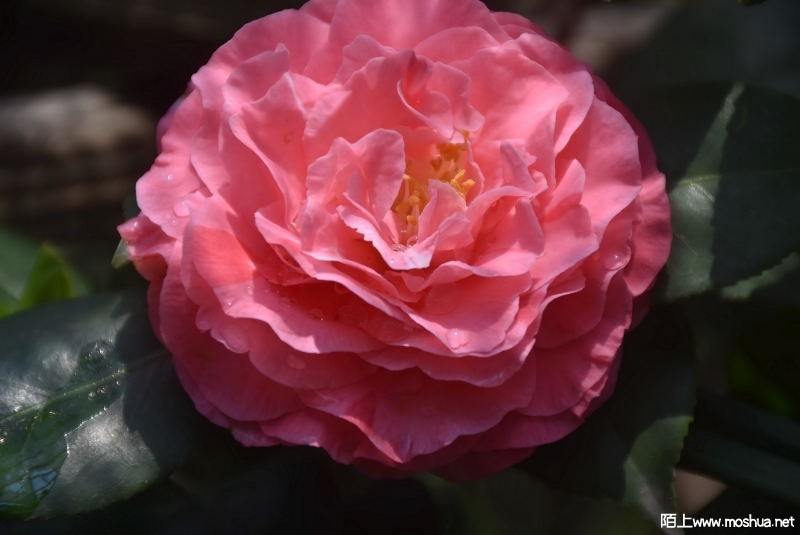 DSC_02730273.JPG