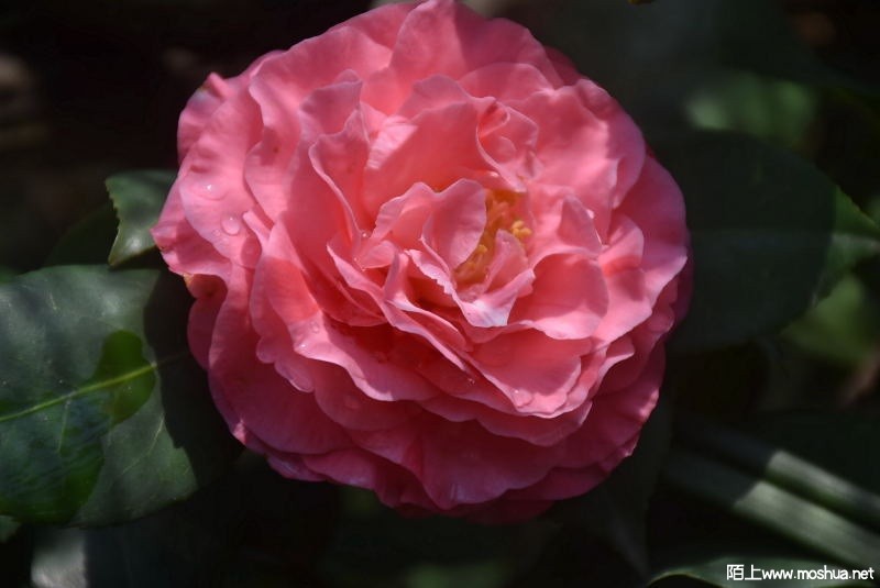 DSC_02760276.JPG