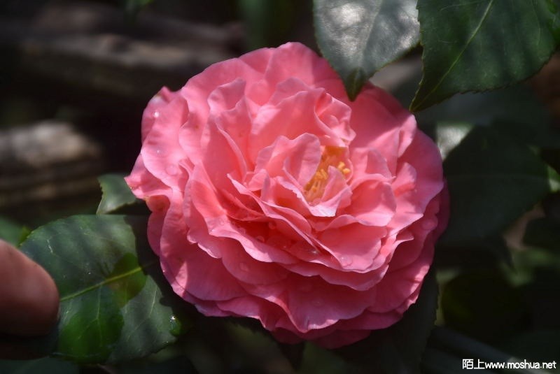 DSC_02890289.JPG
