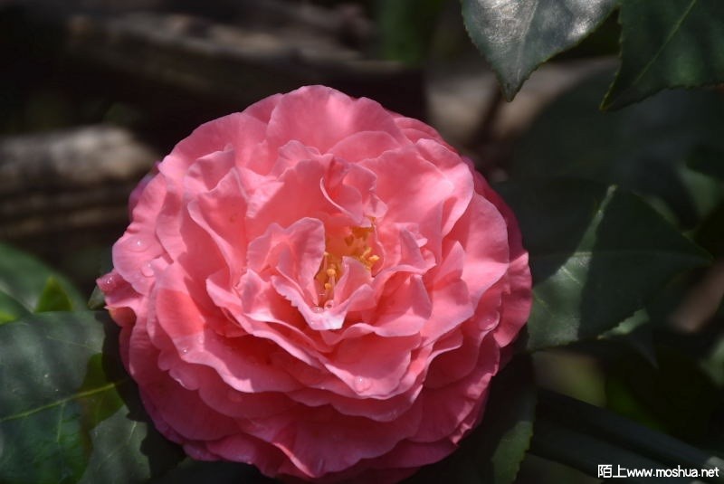 DSC_02860286.JPG