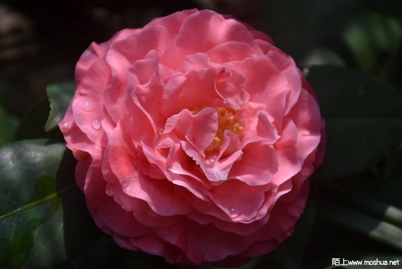 DSC_02710271.JPG