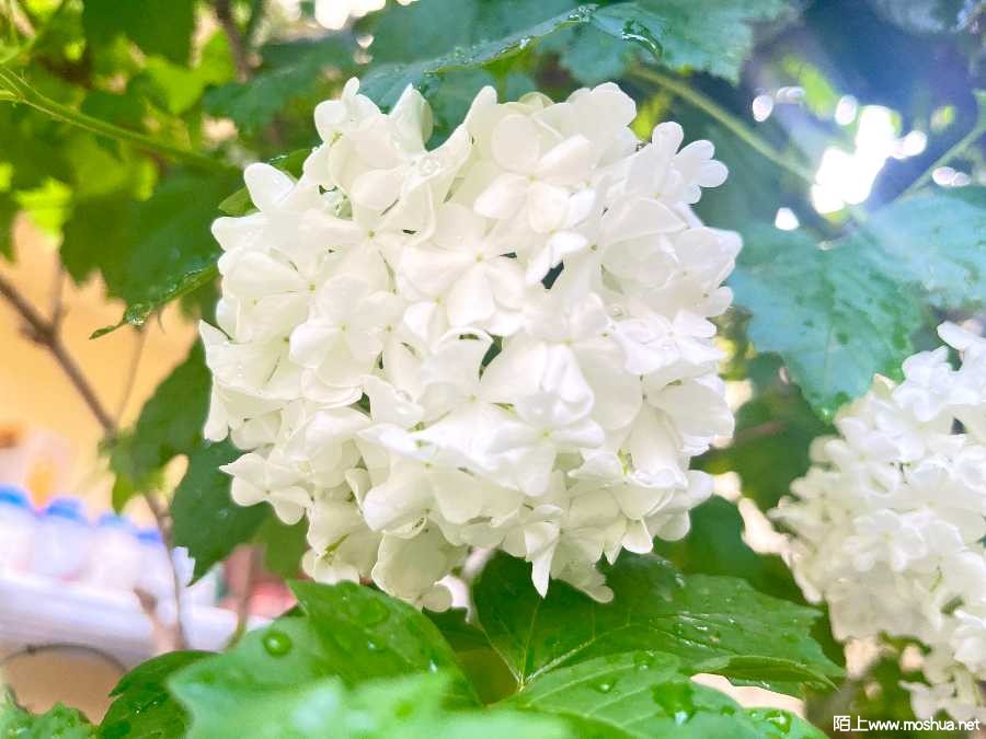 32E1FD2C-7C51-45AC-AB68-22FAAB4239F6.jpeg