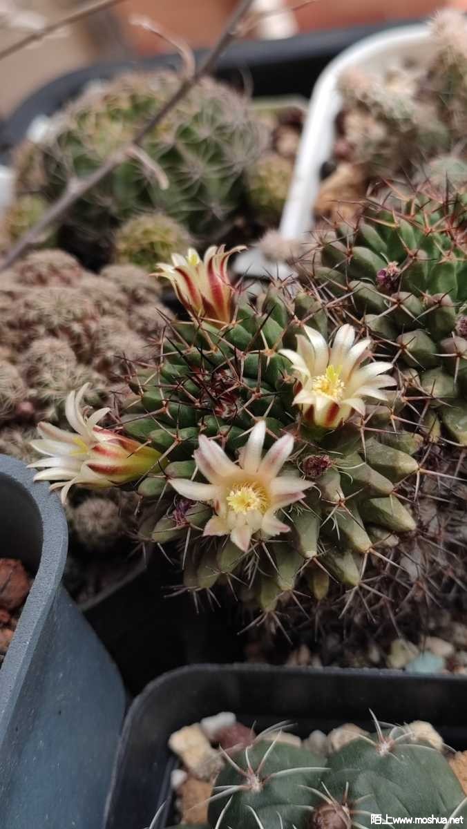 1683954570292814.jpeg