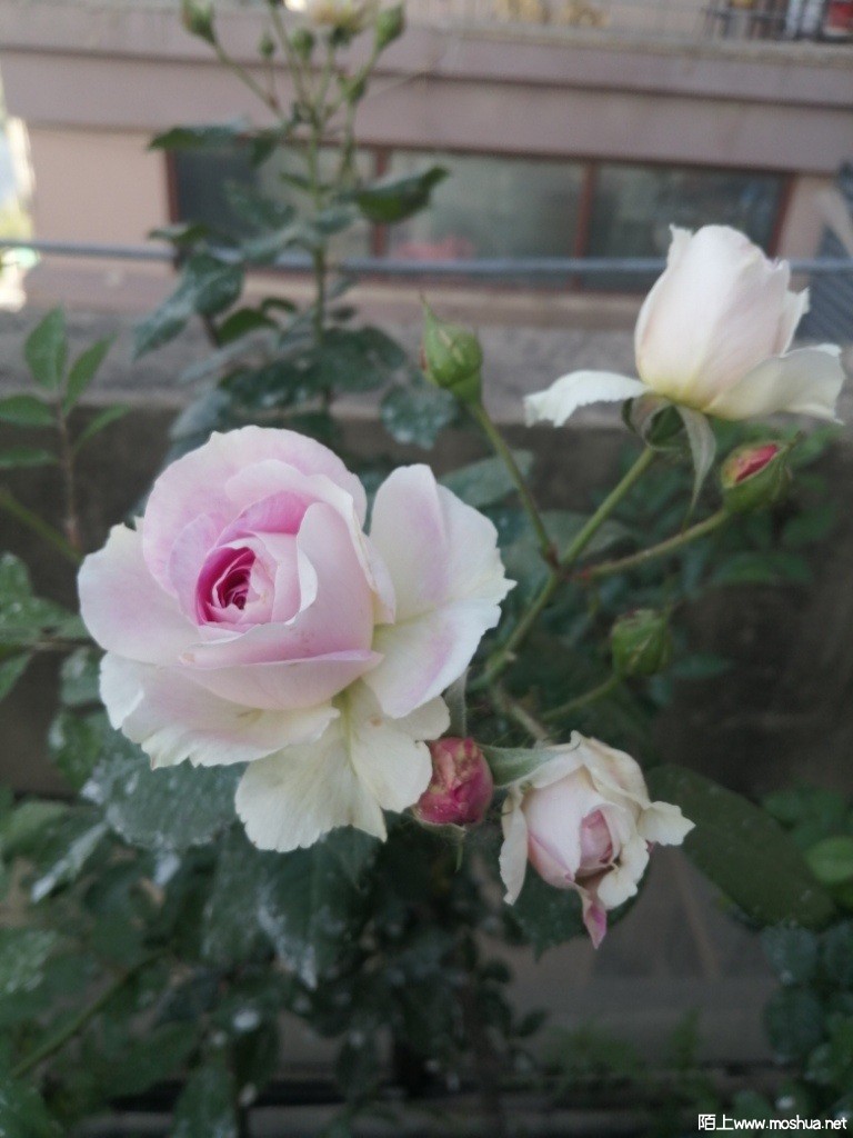 IMG_20230509_073218.jpg