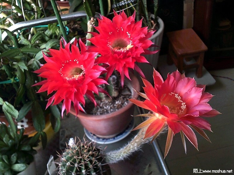 DSCF0003.JPG