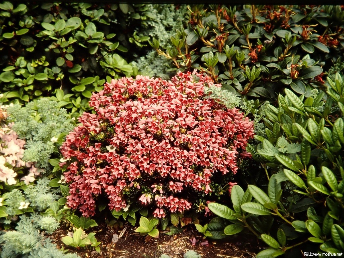 Rhododendron campylogynum.jpg