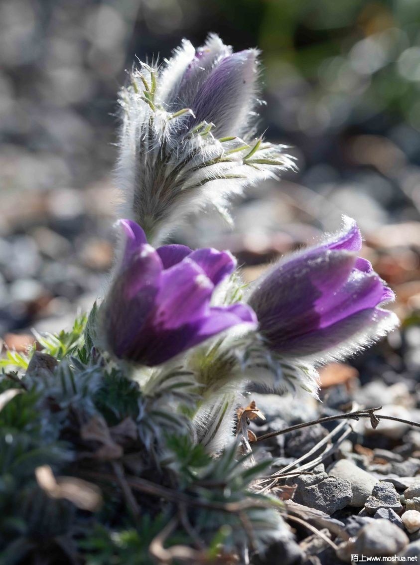 pasqueflower (Pulsatilla vulgaris).jpg