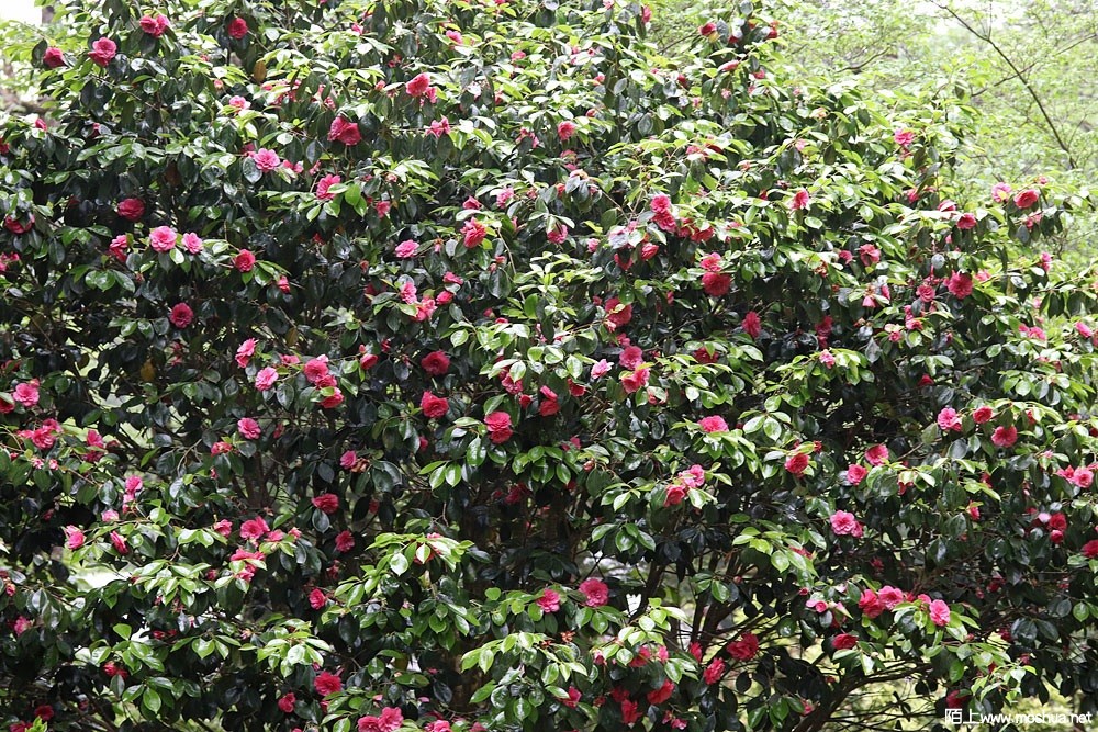 339476483_533903748906253_7862695061510710300_n.jpg