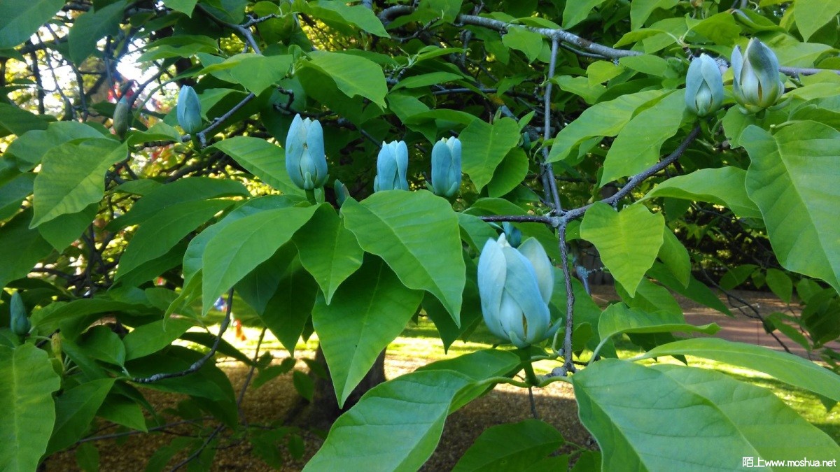 magnolia-acuminata-1.jpg
