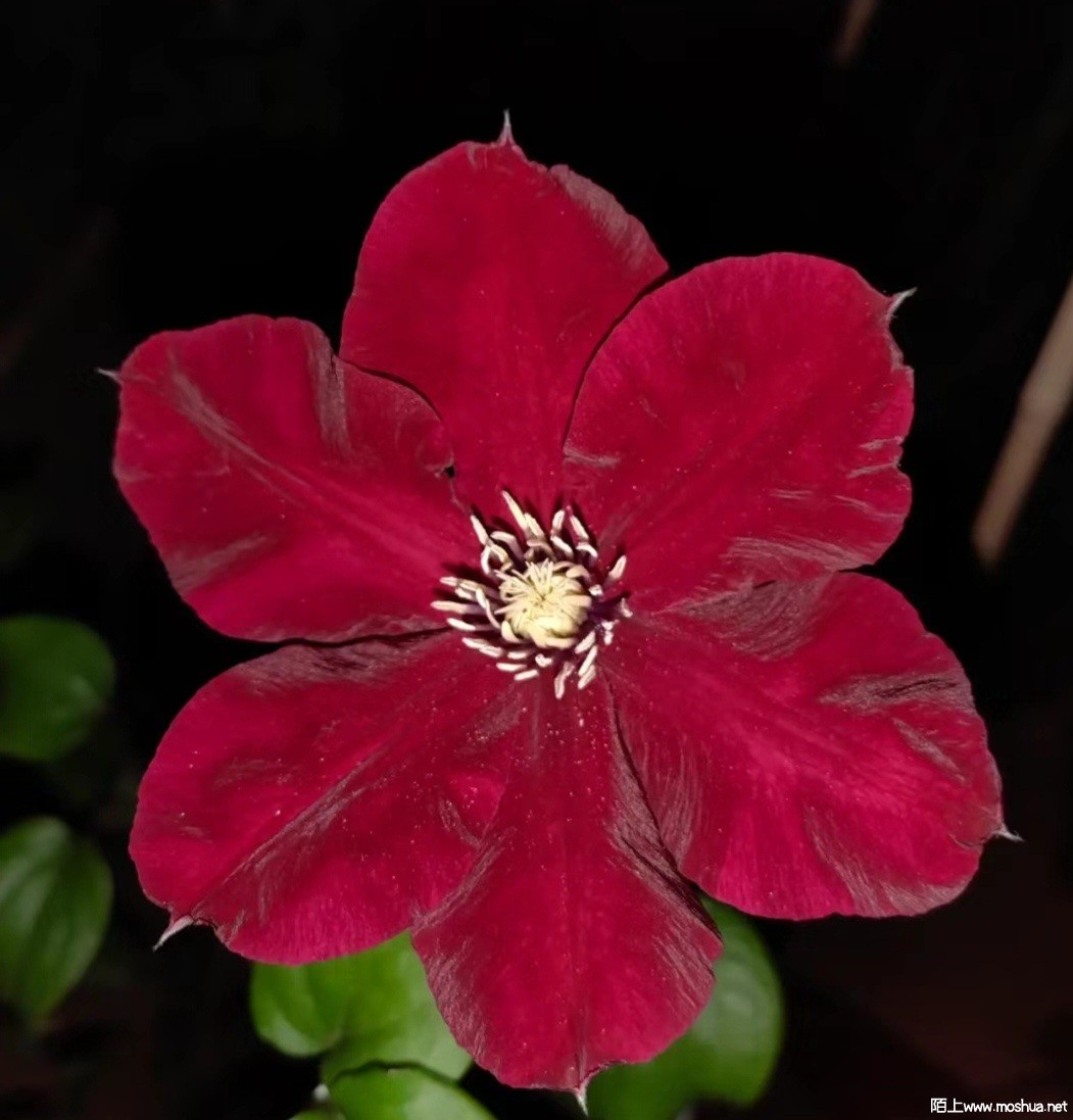 Camera_XHS_16857571863031000g00829701qi4gc05g5oaj71r7vj3onroilt0_edit_89685466542652.jpg