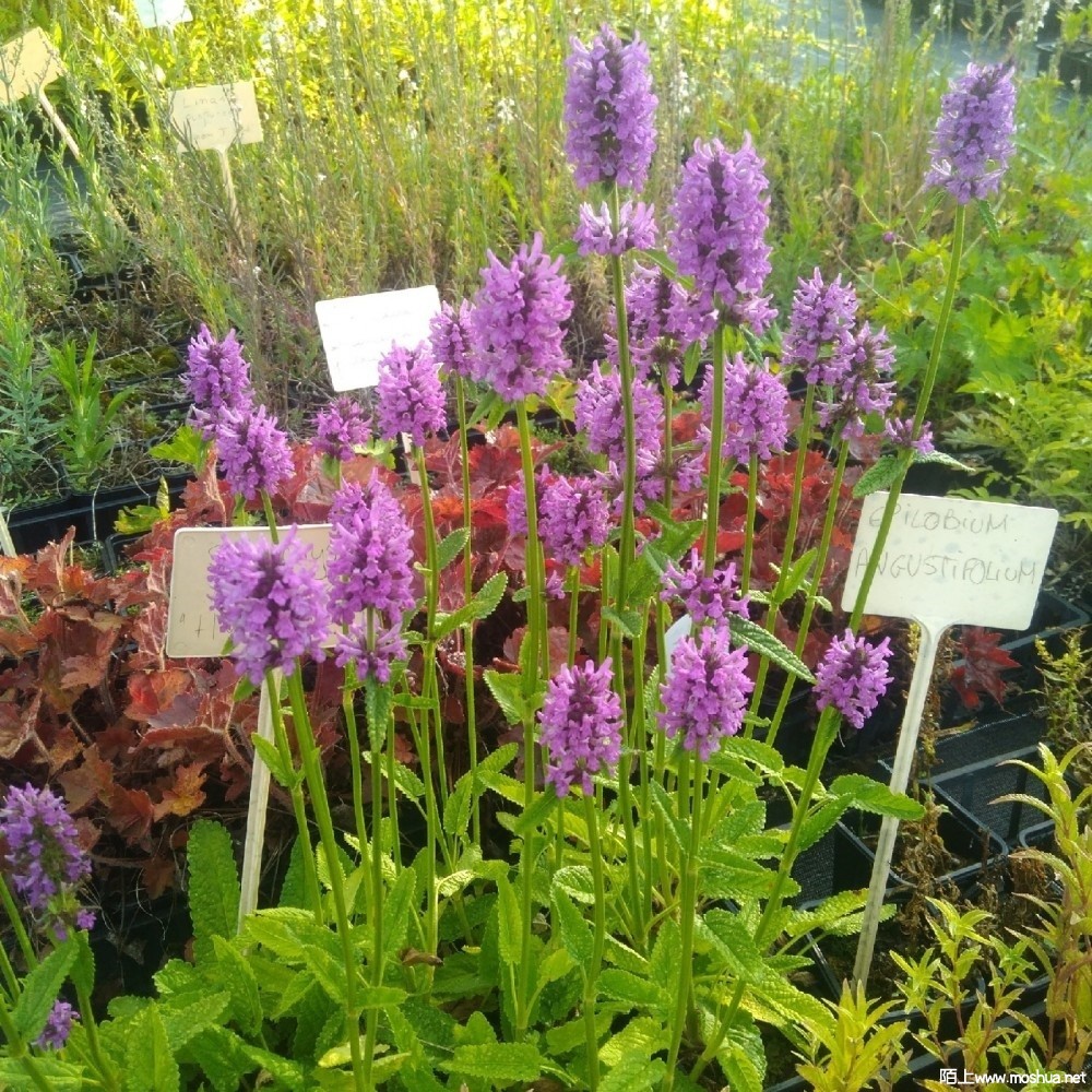 stachys-affinis-crosne-du-japon.jpg