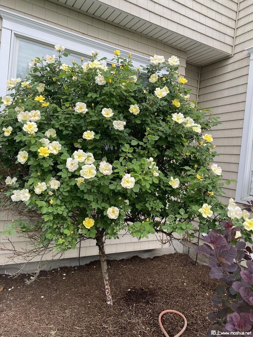 347409649_778063510643666_821860997952197338_n.jpg