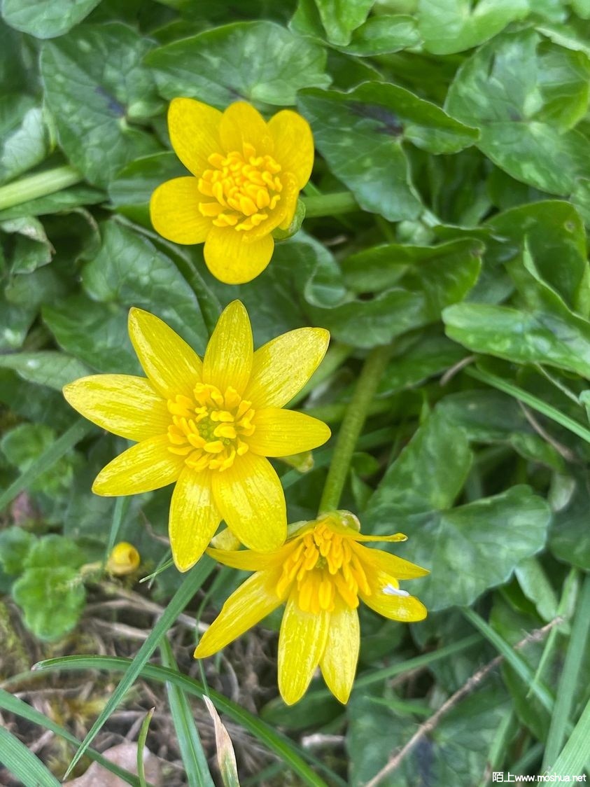 Lesser Celandine Ficaria verna.jpg