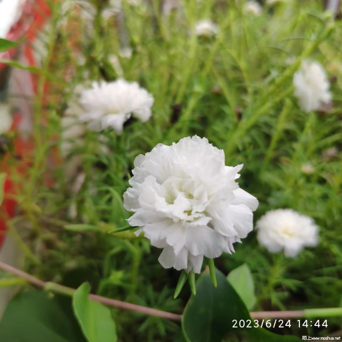 ΢��ͼƬ_20230625091249.jpg