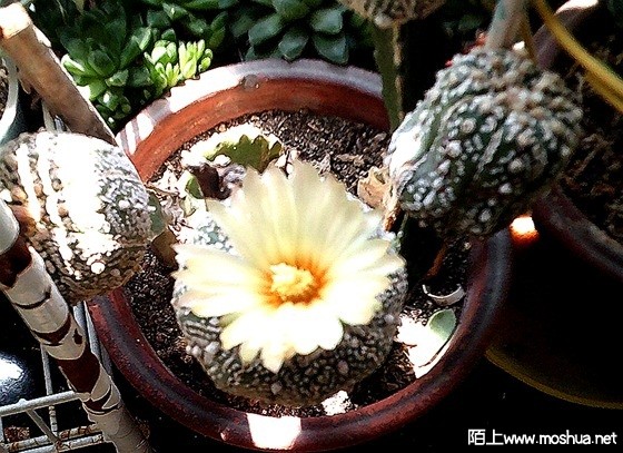 DSCF0003.JPG