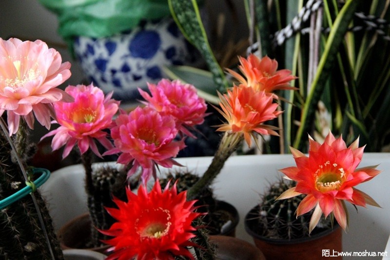 IMG_4164.JPG
