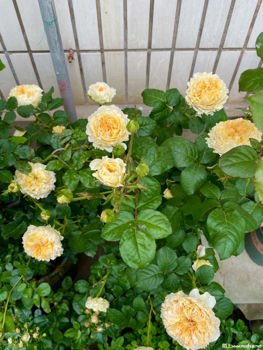 IMG_0414.jpeg