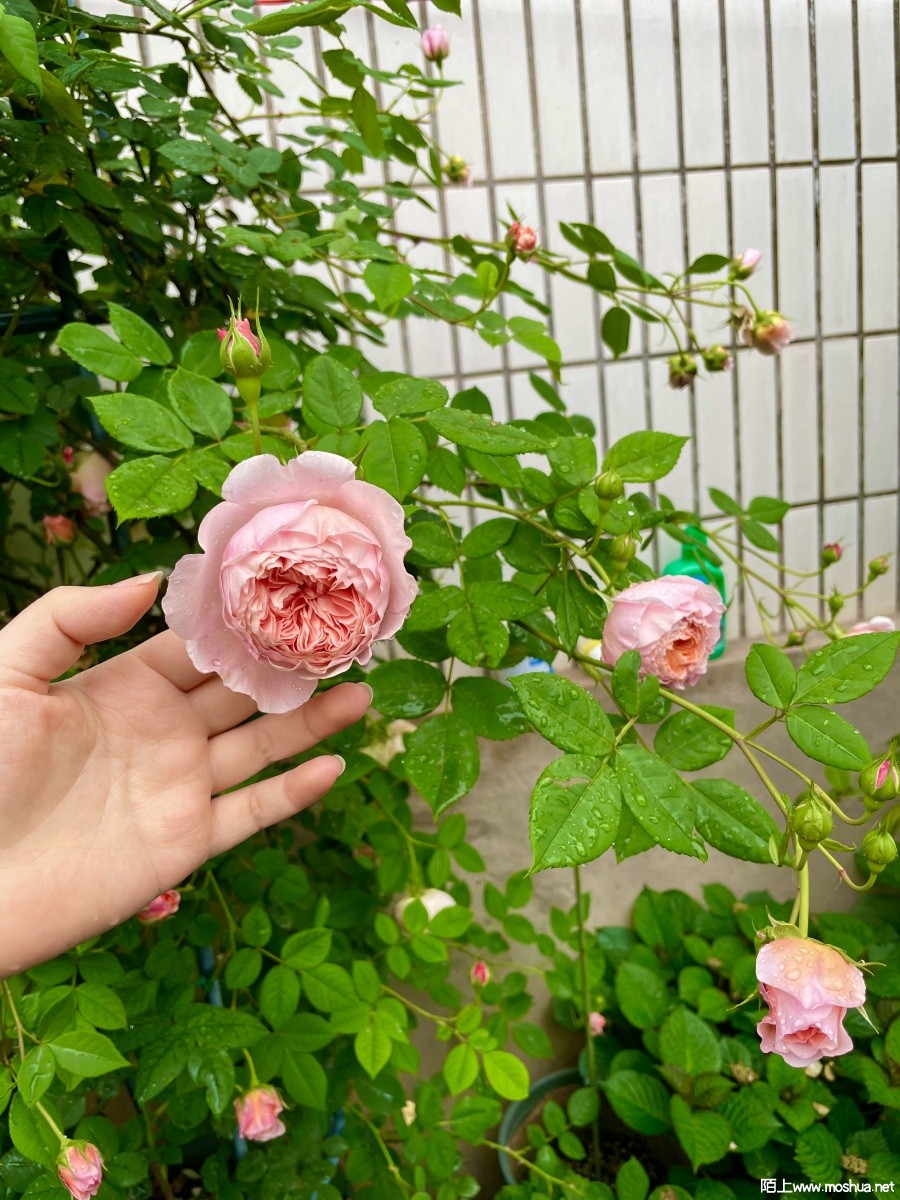 IMG_0526.jpeg
