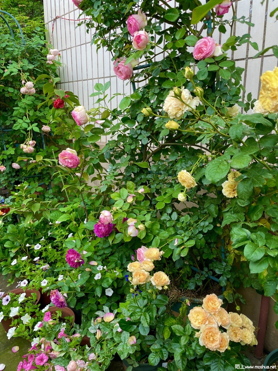 IMG_0622.jpeg