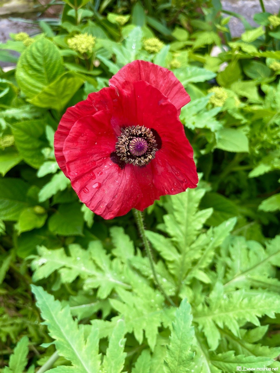 IMG_0418.jpeg