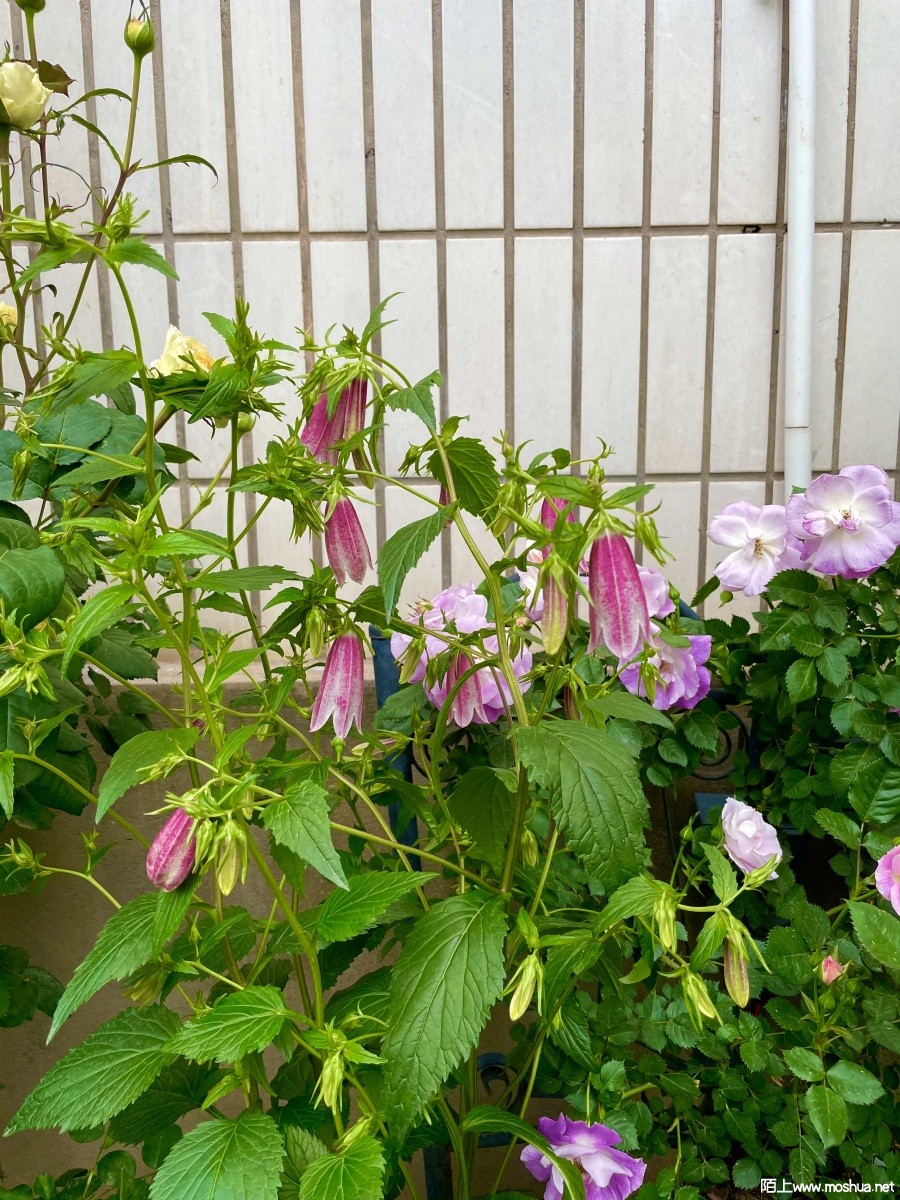 IMG_0262.jpeg