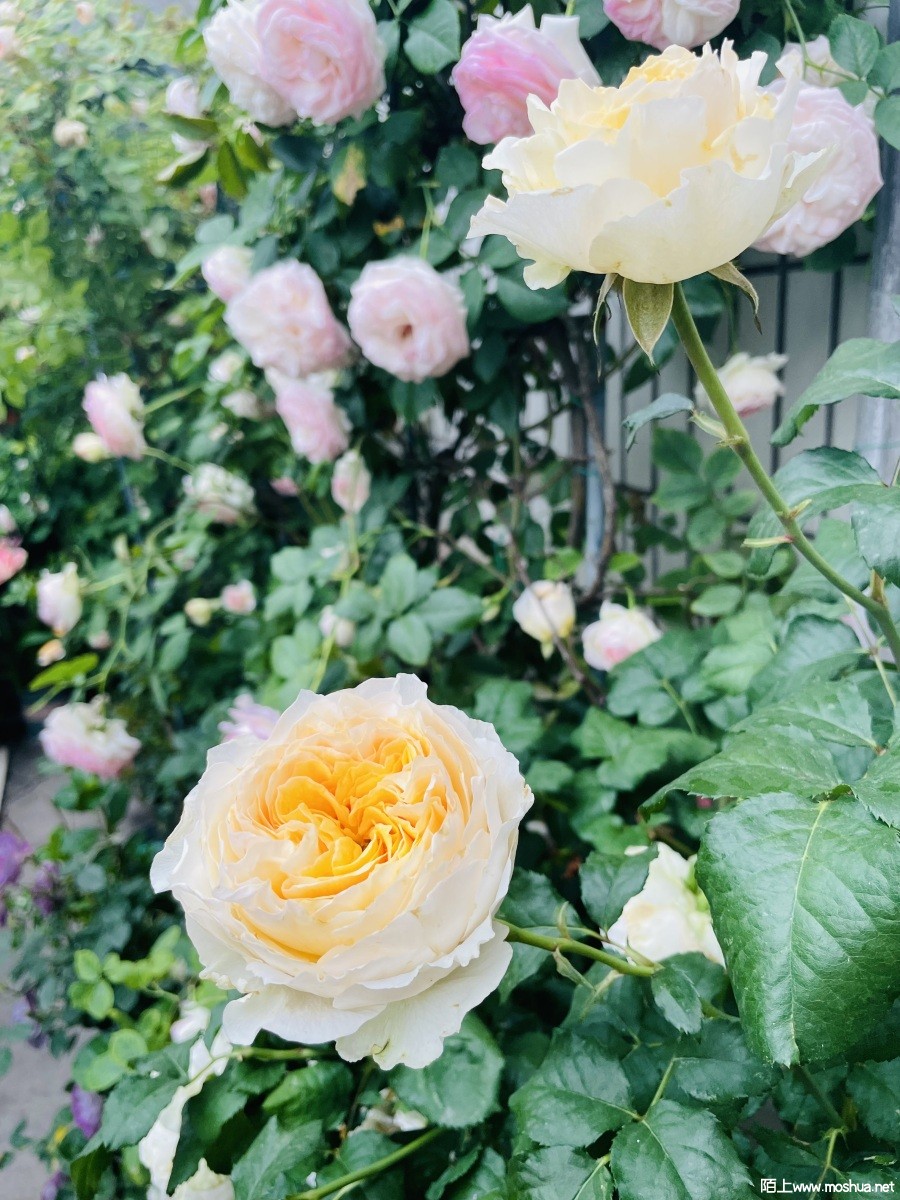 IMG_7006.jpeg