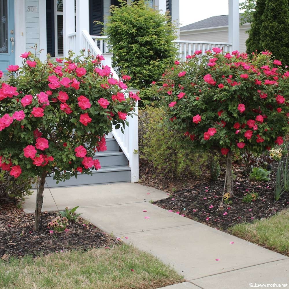 Knockout_Rose_Tree_Red_2_BB.jpg