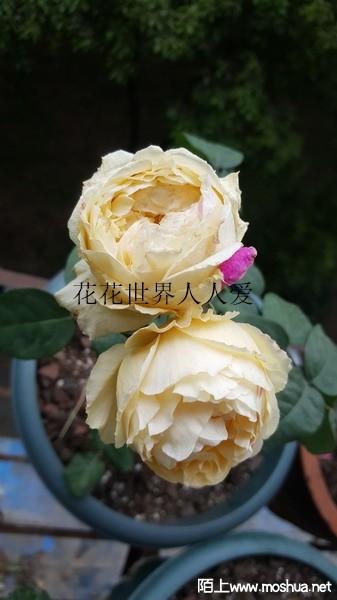 20190513_162804_��С��С_����.jpg