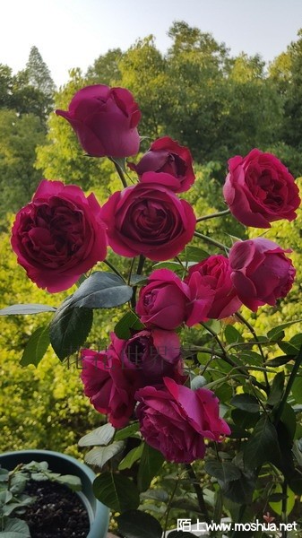 20170429_071727_��С��С_����.jpg