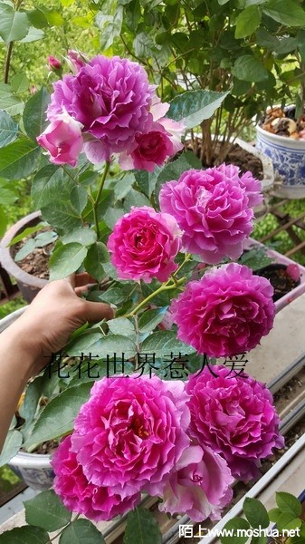 20160417_113959_��С��С.jpg