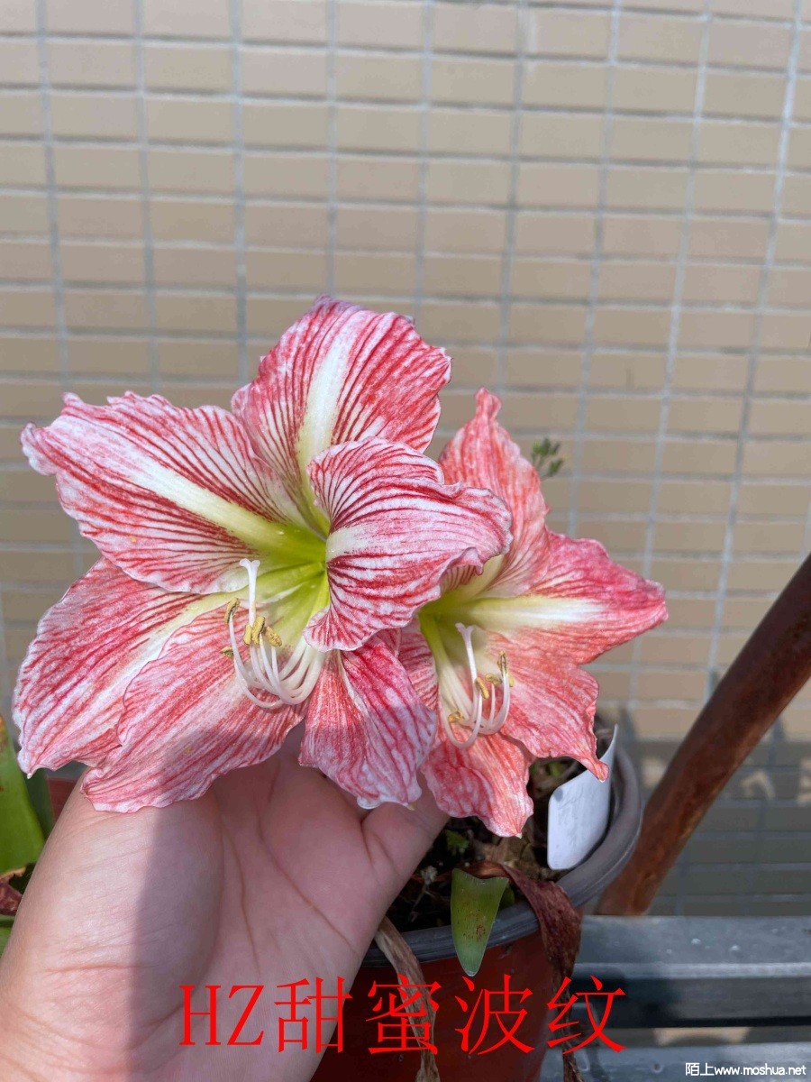 HZ���۲���041502.JPG